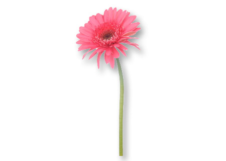 Floral Centerpiece Daisies