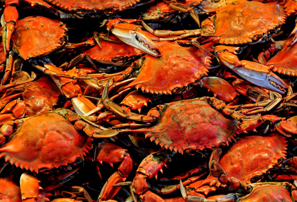 How to Pick Crabs and Prepare for Recipes